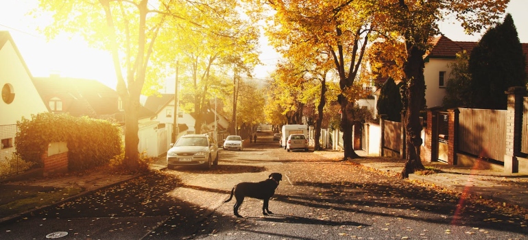 Dog on a suburban street 